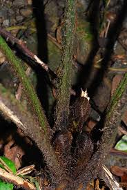 Image result for Trichoneura schlechteri