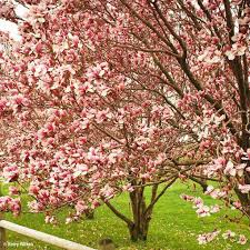Maybe you would like to learn more about one of these? Buy Affordable Saucer Magnolia Trees At Our Online Nursery Arbor Day Foundation Buy Trees Rain Forest Friendly Coffee Greeting Cards That Plant Trees Memorials And Celebrations With Trees And More