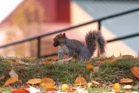 Lutes lead at Gary Gillespie Invitational