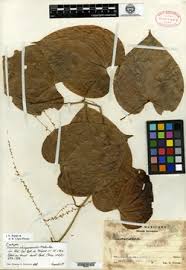 Image result for Dioscorea asteriscus