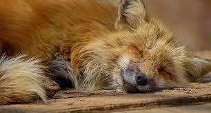 Check spelling or type a new query. The Healing Benefits Of A Long Winter 39 S Nap