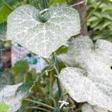 Image result for mildew on cucumbers
