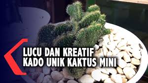 Souvenir kaktus centong berkualitas, terbaru & lengkap dengan harga terbaik di borneokaktus.com tersedia tanaman hias kaktus dari berbagai harga. Lucu Ide Kreatif Kado Unik Kaktus Mini Youtube