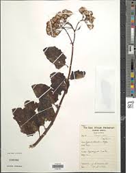 Image result for Gynura scandens