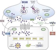 Señaló que su representante miguel plana, señaló a la cadena fox sports, que acosta no tendría alzheimer. The Essential Elements Of Alzheimer S Disease Journal Of Biological Chemistry