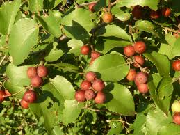 Image result for Ziziphus abyssinica