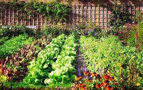 Good Housekeeping Hearst Backyard Vegetable Gardens Vegetable Garden For Beginners Organic Vegetable Garden
