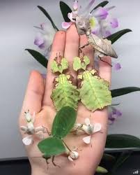 Which word on page the african flower mantis tricks its prey by looking like a bright flower. I Hate It When Carnists Make Their Food Look Like Plants Just Let Dead Animals Be Dead Animals Leaves And Flowers Are For Vegans Vegancirclejerk