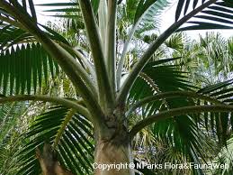 Image result for Dictyosperma