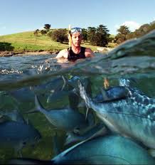 Here's what to do if you see one. Hauraki Gulf Tikapa Moana How To Save Our Big Blue Backyard Nz Herald