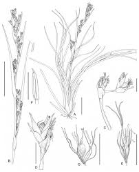 Image result for Costularia