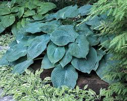 Maybe you would like to learn more about one of these? Hosta Blue Angel Bluestone Perennials