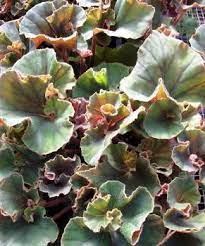 Begonia Careless Whisper Large Wavy Double Spiraled Olive Green Leaves Red Stems White Flowers Best New Introducti Begonia Unusual Plants Pretty Plants