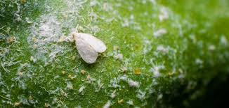 Image result for puklice na pokojových rostlinách obrázek