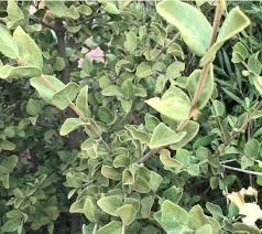 Image result for Afrocanthium