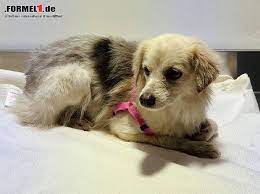 Albert er en blanding mellem en cavalier king charles og formel 1 labrador. Nach Unterbrechung Im Bahrain Training Hund Eingefangen Und Gerettet Formel1 De F1 News