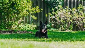 Do you know when to use milorganite to retain the nutrients in the lawn? When To Use Milorganite On Your Lawn For Best Results Lawn Chick