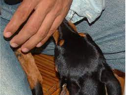 Why Is My Dog Growling When I Pick It Up Pethelpful