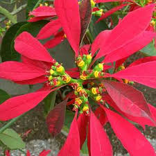 Image result for Euphorbia pulcherrima