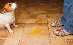 Whatever the cause, a dog experiencing stress can start having accidents. The One Mistake Almost Every Pet Owner Makes When A Pet Starts Having Accidents In The House Dr Marty Becker