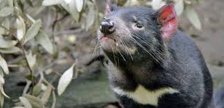 Su nombre le fue dado por los. Curar Al Demonio De Tasmania