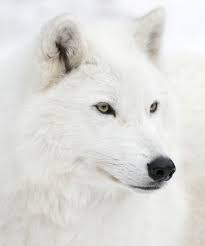 Wolf Chapter One White Wolf Beautiful Wolves Wolf Love
