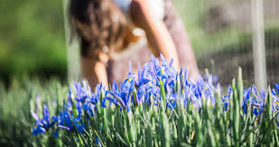 Perennial cut flowers zone 6. My Top Perennials For Cut Flowers Foliage Flourish Flower Farm