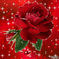 Thank you for everything and enjoy this special day today beautiful colorful tulips happy birthday sister gif happy birthday to the woman of my life. Red Rose I Love You Gif