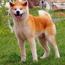 Top 25 Most Dangerous Dog Breeds In The World Animal Blog Petmeds