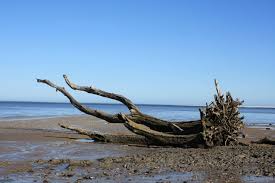 Though the scene is not one of matthew brady's photographs of civil war battlefields piled high with corpses, i can see. Black Rock Beach Boneyard Beach Big Talbot Island State Park Steemit