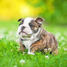 This is a popular breed with a long history. 1 Bulldog Puppies For Sale In Seattle Wa Uptown