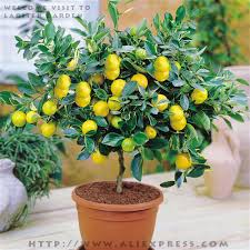 40 of the most beautiful bonsai trees ever. Bonsai Fruit Trees Gardening Forums