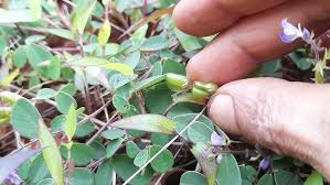 Image result for Pycnospora