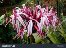 Image result for Crinum asiaticum