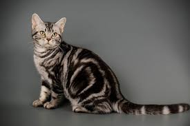 ねこのきもちWEB MAGAZINE - ベネッセ