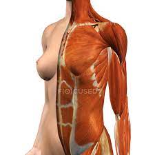 Find out more about the individual muscles within the chest anatomy by clicking their respective links throughout this page. Female Chest And Abdomen Muscles With Split Skin Layer On White Background Body Bicep Stock Photo 200634900