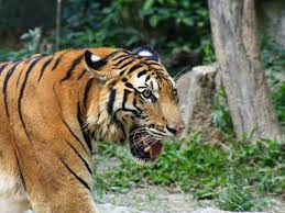 South China Tiger Alchetron The Free South China Tiger Tiger Species Tiger Habitat