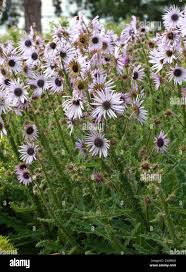 Image result for Berkheya