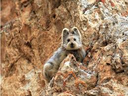 Maybe you would like to learn more about one of these? Rare Animals That Are Almost Extinct