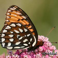 Image result for Ottelia fischeri