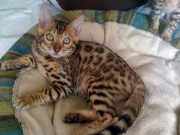 Domestic Bengal Cats An Exotic Cat Breed Hubpages