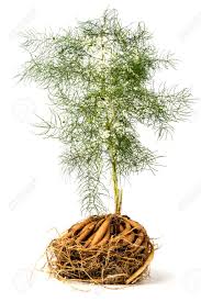 Image result for Asparagus racemosus