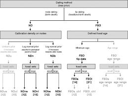 flow chart illustrating the different dating methods applied