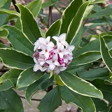 Acquista online √ piante √ alberi √ bonsai √ concimi √ semi √ piante carnivore √ piante grasse. Vendita Pianta Daphne Piante Da Cespuglio Online Mondo Piante
