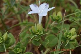 Image result for Barleria macrostegia