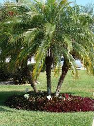 Plantfiles Pictures Pygmy Date Palm Robellini Palm Phoenix Roebelenii 31 By Mr Monopoly Backyard Garden Landscape Backyard Garden Florida Gardening