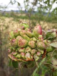 Image result for Diplolophium