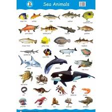 Sea Animals Under The Sea Animals Aquatic Animals Pictures Water Animals Preschool