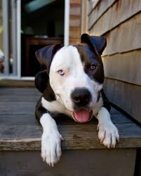 Black And White Pitbull Wallpaper Read Only This Article About Dogs And You Ll Know It All Pitbull Dog Pitbull Puppies American Pitbull Terrier