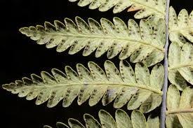 Image result for Arthropteris